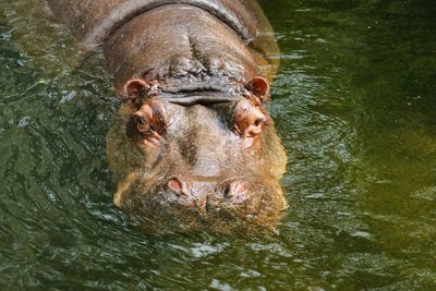 Close-up of lion swimming in lake