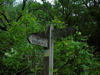 Road sign by trees in forest