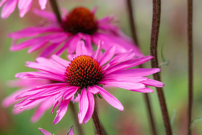 Close-up of pink flower