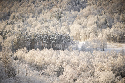 Full frame shot of snowy trees in forest