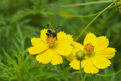 Close-up of insect on yellow flower