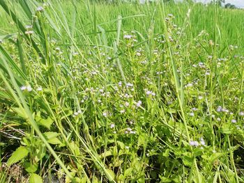 Close-up of grass growing on field