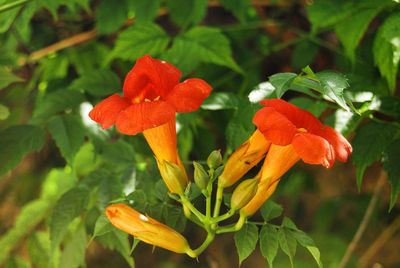 Close-up of orange flowering plant