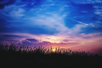 Silhouette plants on field against sky during sunset