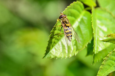 Close-up of insect on leaf