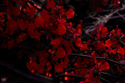 Close-up of red maple leaves