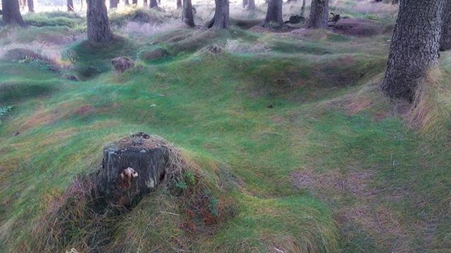 grass, forest, tree trunk, tree, nature, tranquility, growth, field, woodland, landscape, day, tranquil scene, grassy, no people, green color, outdoors, plant, beauty in nature, one animal, mammal