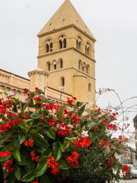 Low angle view of flowering plant against building