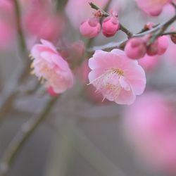 Close-up of pink cherry blossom