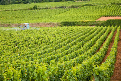 Scenic view of agricultural field