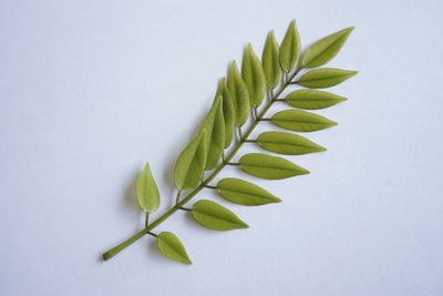 Close-up of plant against white background