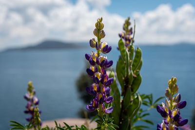 Close-up of purple flowering plant against sky