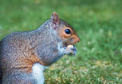 Close-up of squirrel on rock