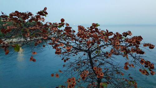 Tree by sea against sky