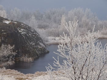 Scenic view of bare trees by lake during winter