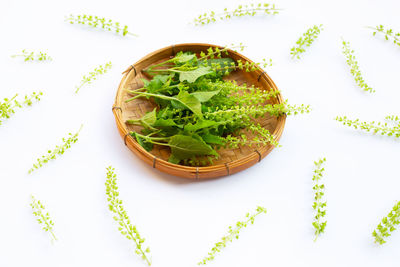 High angle view of plants against white background