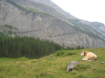 Cow relaxing on field against mountain