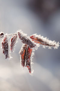 Close-up of frozen plant