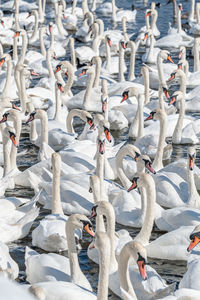 High angle view of swans swimming in water