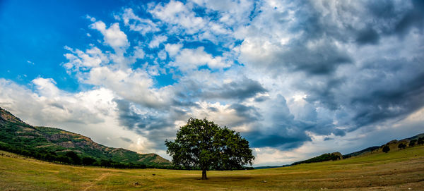 Trees on field against sky