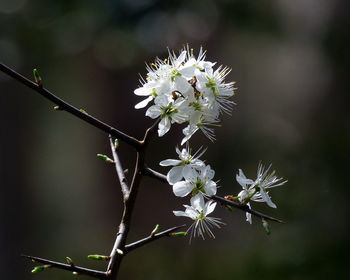 Close-up of flowers on branch