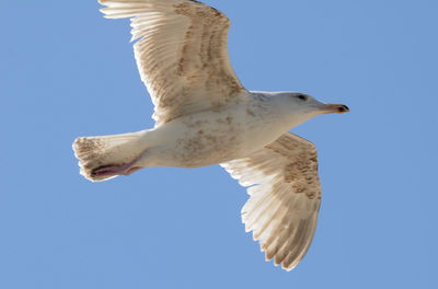 Low angle view of seagull against clear blue sky