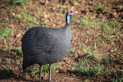 Peacock standing on field