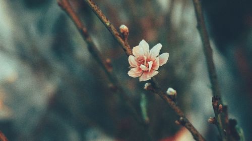 Close-up of cherry blossom