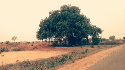 Trees on landscape against clear sky