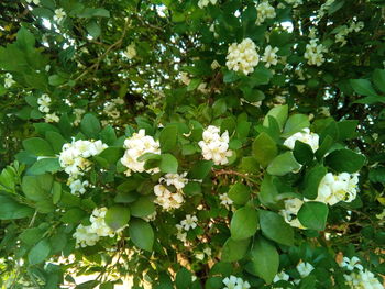 Close-up of flowers blooming outdoors