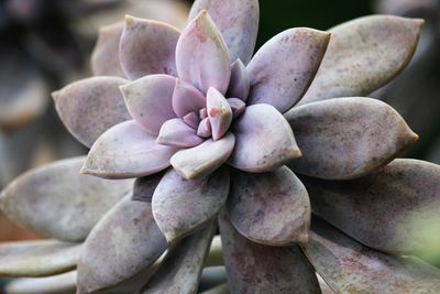 Close-up of succulent plant