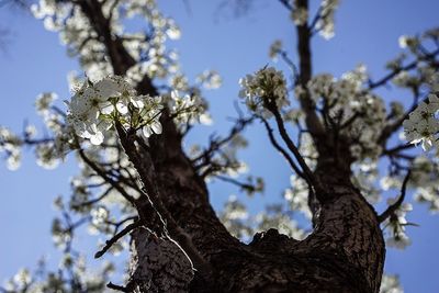 Low angle view of flower tree against clear sky