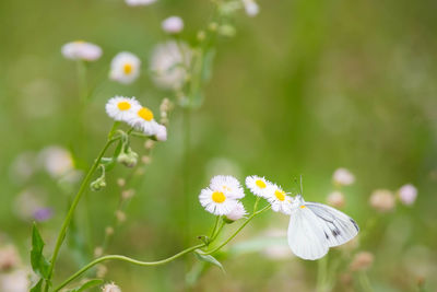 Close-up of butterfly on daisy blooming outdoors