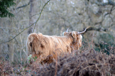 Highland kettle standing in a field