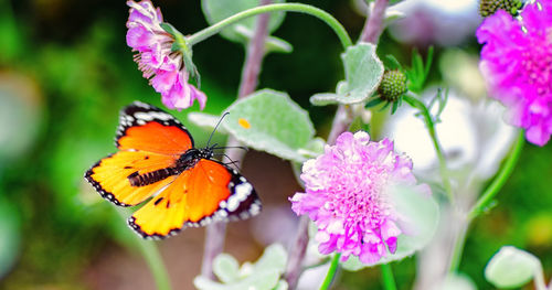Close-up of butterfly on flower
