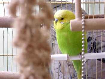 Close-up of birds in cage