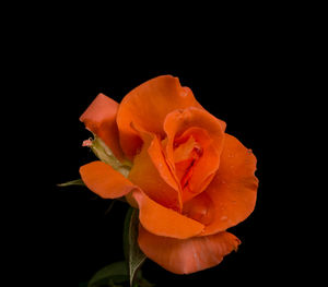 Close-up of wet orange rose against black background