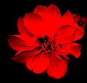 Close-up of red flower over black background