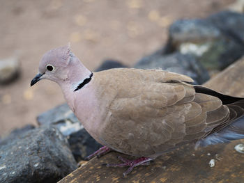 Close-up of mourning dove perching on wood