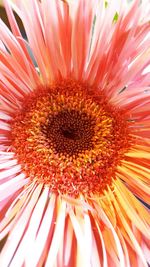 Macro shot of daisy flower