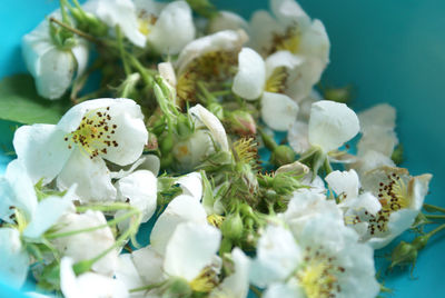 Close-up of white flowering plant