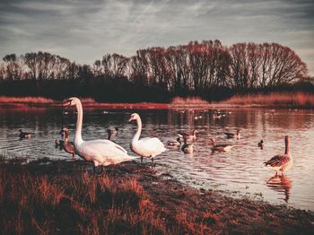 Ducks swimming in lake