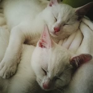 Close-up of cat sleeping