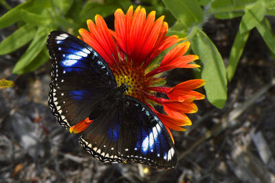 Blue diadem butterfly latin name hypolimnas salmacis and blanket flower gaillardia pulchella