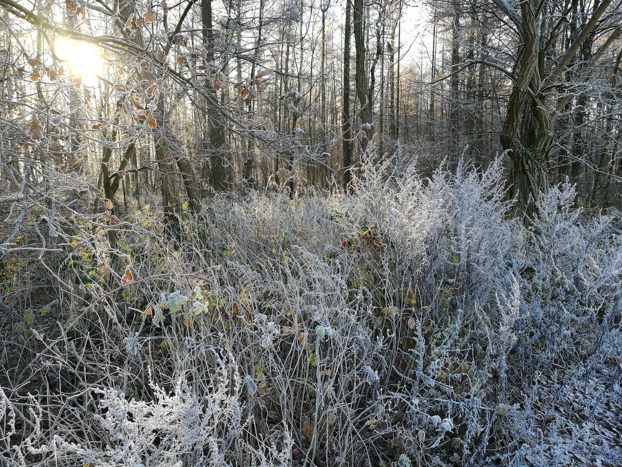 LOW ANGLE VIEW OF TREES