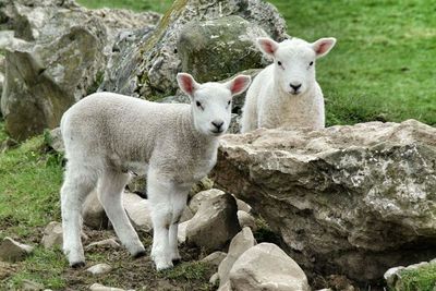 Sheep grazing on field