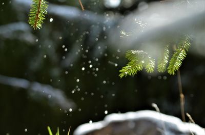 Close-up of raindrops on leaves during rainy season