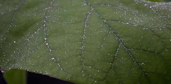 Close-up of wet leaf