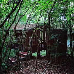 Bamboo trees in forest