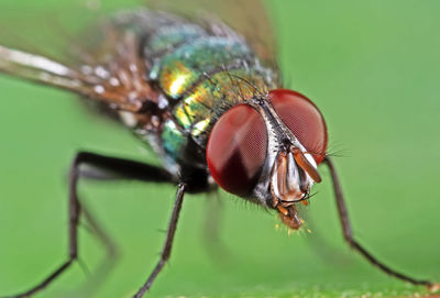 Close-up of fly